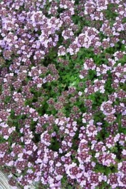 Caborn Wine & Roses Creeping Thyme - 5 Pack Of Quart Pots -Garden Plants thyme wine and roses 500x750 1