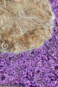 Caborn Wine & Roses Creeping Thyme - 5 Pack Of Quart Pots -Garden Plants thymus caborn wine and roses 2