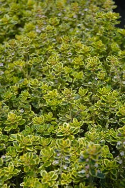 Golden Lemon Thyme - Thymus Citriodorus 'Aurea') - 5 Pack Of Quart Pots -Garden Plants thymus citriodorus golden lemon thyme 3