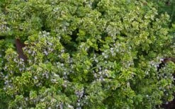 Golden Lemon Thyme - Thymus Citriodorus 'Aurea') - 5 Pack Of Quart Pots -Garden Plants thymus citriodorus golden lemon thyme 4