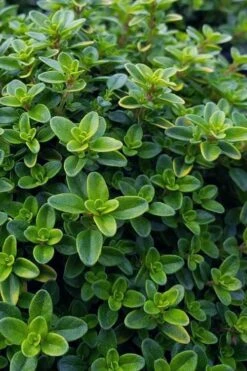 Lemon Creeping Thyme - 6 Pack Of Pint Pots -Garden Plants thymus citrriodorus lemon thyme 1 1