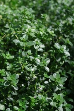 Lemon Creeping Thyme - 5 Pack Of Quart Pots -Garden Plants thymus citrriodorus lemon thyme 2