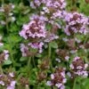 Lemon Creeping Thyme - 6 Pack Of Pint Pots