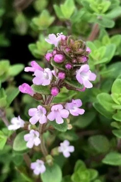 Lemon Creeping Thyme - 5 Pack Of Quart Pots -Garden Plants thymus citrriodorus lemon thyme 5