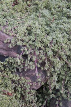 Woolly Creeping Thyme (Thymus Lanuginosis) - 6 Pack Of Pint Pots -Garden Plants thymus lanuginosis wooly thyme 11 1