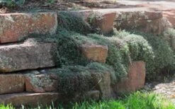 Woolly Creeping Thyme (Thymus Lanuginosis) - 6 Pack Of Pint Pots -Garden Plants thymus lanuginosis wooly thyme 4 1