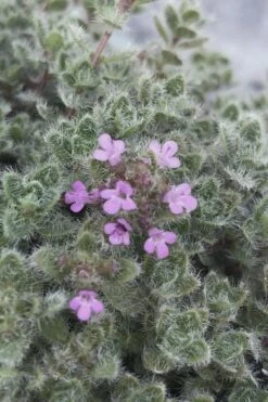 Woolly Creeping Thyme (Thymus Lanuginosis) - 5 Pack Of Pint Pots -Garden Plants thymus lanuginosis wooly thyme 5