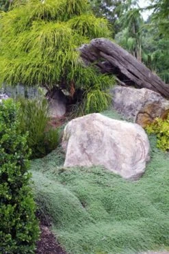 Woolly Creeping Thyme (Thymus Lanuginosis) - 10 Pack Of Pint Pots -Garden Plants thymus lanuginosis wooly thyme 8 2