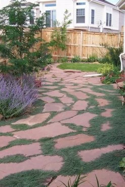 Woolly Creeping Thyme (Thymus Lanuginosis) - 5 Pack Of Pint Pots -Garden Plants thymus lanuginosis wooly thyme 9