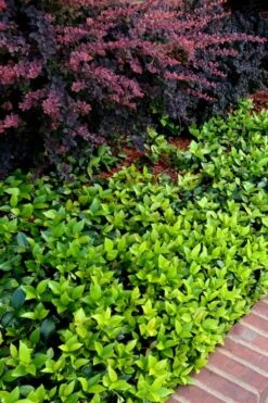 Asian Jasmine - Asiatic Jasmine - 6 Pack Of Pint Pots -Garden Plants trachelospermum asiaticum asian jasmine 2