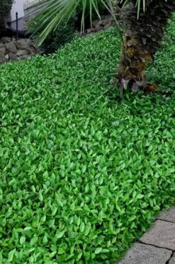 Asian Jasmine - Asiatic Jasmine - 6 Pack Of Pint Pots -Garden Plants trachelospermum asiaticum asian jasmine 3