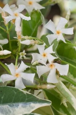 Variegated Confederate Jasmine - Trachelospermum Jasminoides - 6 Pack Of 1 Gallon Pots -Garden Plants trachelospermum jasminoides variegatum confederate jasmine 1 1