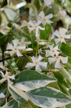 Variegated Confederate Jasmine - Trachelospermum Jasminoides - 1 Gallon Pot -Garden Plants trachelospermum jasminoides variegatum confederate jasmine 2 2