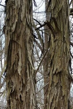 Shagbark Hickory Tree (Carya Ovata) - 3 Gallon Pot 17 Shagbark Hickory Tree (Carya Ovata) - 3 Gallon Pot -Garden Plants tree hickory shagbark 500x750 1
