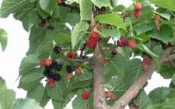 Red Mulberry Tree (Morus Rubra) - 3 Gallon Pot -Garden Plants tree red mulberry 2 800x500 1