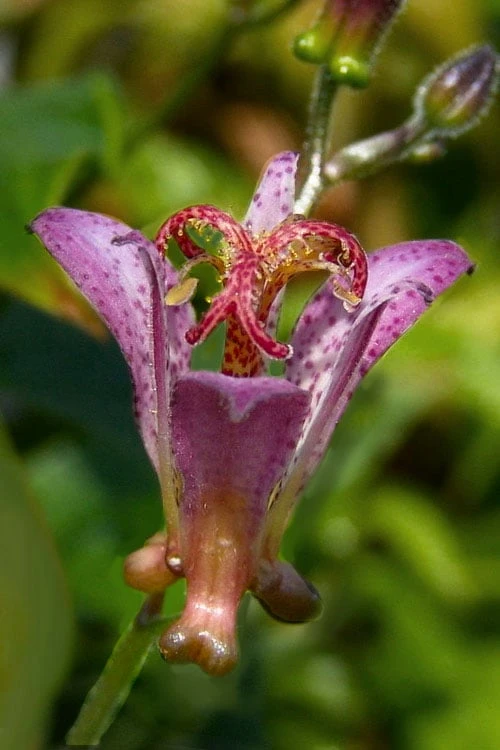 Gilt Edge Toad Lily (Tricyrtis Formosana) - 1 Gallon Pot 1 Gilt Edge Toad Lily (Tricyrtis Formosana) - 1 Gallon Pot