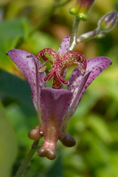 Gilt Edge Toad Lily (Tricyrtis Formosana) - 1 Gallon Pot 8 Gilt Edge Toad Lily (Tricyrtis Formosana) - 1 Gallon Pot - Image 8