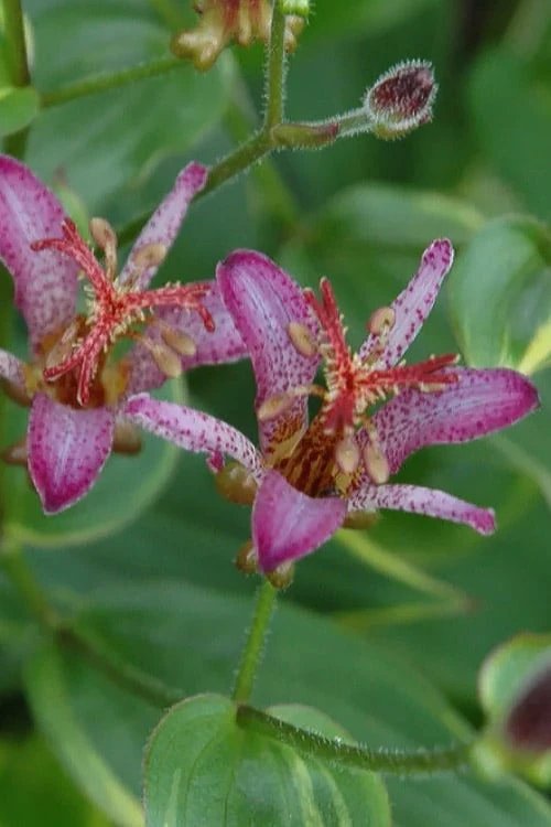 Gilt Edge Toad Lily (Tricyrtis Formosana) - 1 Gallon Pot 5 Gilt Edge Toad Lily (Tricyrtis Formosana) - 1 Gallon Pot - Image 5