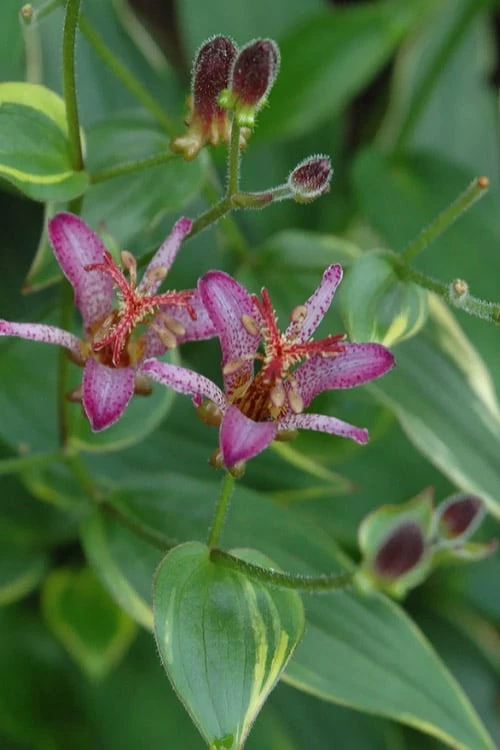 Gilt Edge Toad Lily (Tricyrtis Formosana) - 1 Gallon Pot 6 Gilt Edge Toad Lily (Tricyrtis Formosana) - 1 Gallon Pot - Image 6