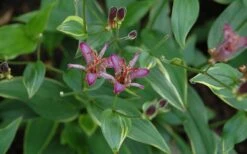 Gilt Edge Toad Lily (Tricyrtis Formosana) - 1 Gallon Pot 14 Gilt Edge Toad Lily (Tricyrtis Formosana) - 1 Gallon Pot -Garden Plants tricyrtis formosana gilt edge 8