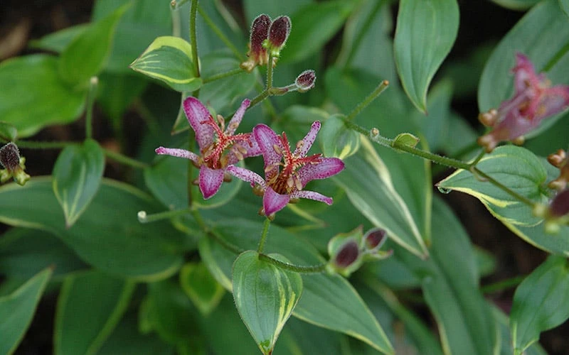 Gilt Edge Toad Lily (Tricyrtis Formosana) - 1 Gallon Pot 7 Gilt Edge Toad Lily (Tricyrtis Formosana) - 1 Gallon Pot - Image 7