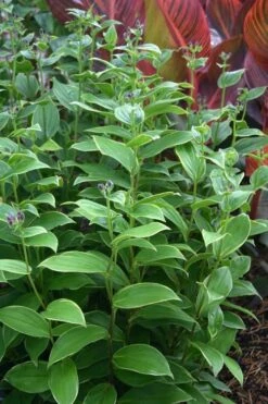 Gilt Edge Toad Lily (Tricyrtis Formosana) - 1 Gallon Pot 11 Gilt Edge Toad Lily (Tricyrtis Formosana) - 1 Gallon Pot -Garden Plants tricyrtis formosana gilt edge 9