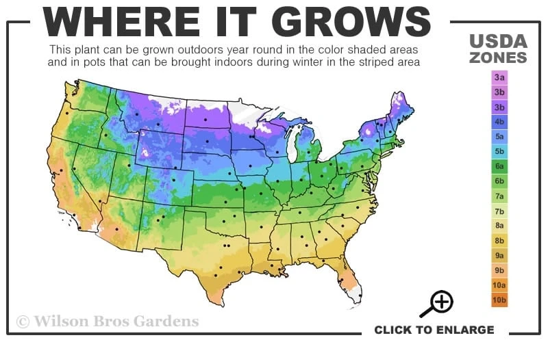 Madame Julia Correvon Clematis - 1 Gallon Pot 3 Madame Julia Correvon Clematis - 1 Gallon Pot - Image 3