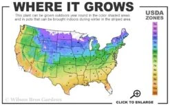 Diana's Delight Clematis - 1 Gallon Pot -Garden Plants usda zone map 36