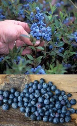 Wild Lowbush Blueberry Plant - 1 Gallon -Garden Plants vaccinium angustifolium low bush blueberry 10