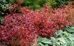 Wild Lowbush Blueberry Plant - 1 Gallon -Garden Plants vaccinium angustifolium low bush blueberry 2