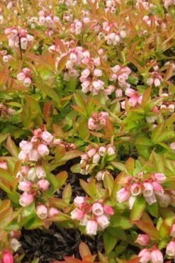 Wild Lowbush Blueberry Plant - 1 Gallon -Garden Plants vaccinium angustifolium low bush blueberry 4