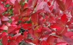 Wild Lowbush Blueberry Plant - 1 Gallon -Garden Plants vaccinium angustifolium low bush blueberry 6