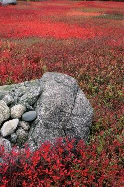 Wild Lowbush Blueberry Plant - 1 Gallon -Garden Plants vaccinium angustifolium low bush blueberry 7