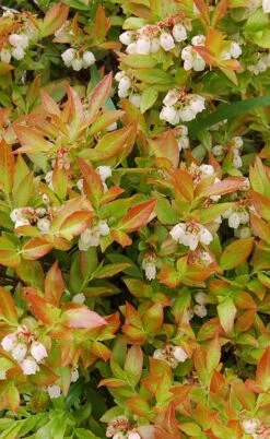 Wild Lowbush Blueberry Plant - 1 Gallon -Garden Plants vaccinium angustifolium low bush blueberry 9