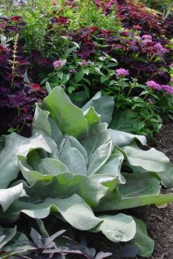 Giant Silver Mullien (Verbascum Bombyciferum) - 1 Gallon Pot -Garden Plants verbascum bombyciferum giant silver mullien 1