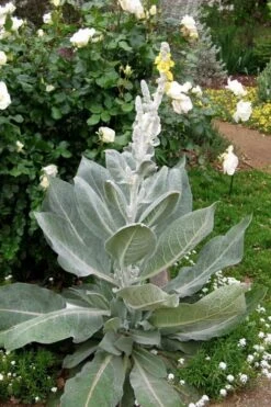Giant Silver Mullien (Verbascum Bombyciferum) - 1 Gallon Pot -Garden Plants verbascum bombyciferum giant silver mullien 2