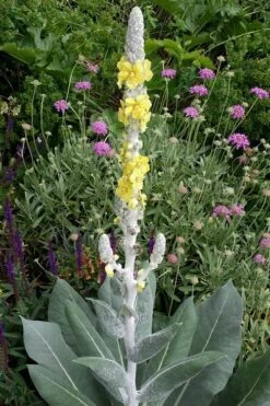 Giant Silver Mullien (Verbascum Bombyciferum) - 1 Gallon Pot -Garden Plants verbascum bombyciferum giant silver mullien 3
