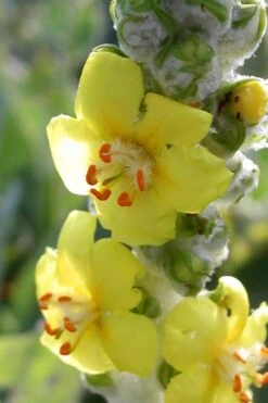 Giant Silver Mullien (Verbascum Bombyciferum) - 1 Gallon Pot -Garden Plants verbascum bombyciferum giant silver mullien 5
