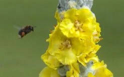 Giant Silver Mullien (Verbascum Bombyciferum) - 1 Gallon Pot -Garden Plants verbascum bombyciferum giant silver mullien 7