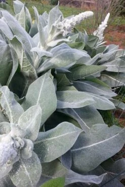 Giant Silver Mullien (Verbascum Bombyciferum) - 1 Gallon Pot -Garden Plants verbascum bombyciferum giant silver mullien 8