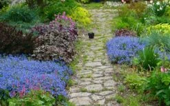 Georgia Blue Veronica Umbrosa - 1 Gallon Pot -Garden Plants veronica peduncularis georgia blue speedwell 1