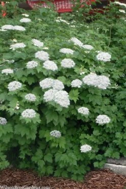 Maple Leaf Viburnum - 3 Pack Of 1.5 Quart Pots -Garden Plants viburnum acerifolium maple leaf 16 1