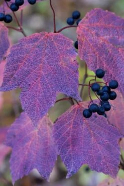 Maple Leaf Viburnum - 3 Gallon Pot -Garden Plants viburnum acerifolium maple leaf 3 2