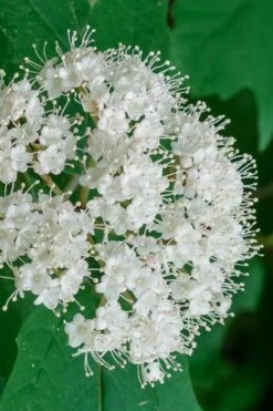 Maple Leaf Viburnum - 1 Gallon Pot -Garden Plants viburnum acerifolium maple leaf 7