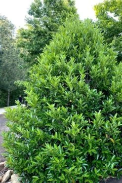 Mirror Leaf Sweet Viburnum - 7 Gallon Pot (2-3') 8 Mirror Leaf Sweet Viburnum - 7 Gallon Pot (2-3') -Garden Plants viburnum awabuki chindo 3 3