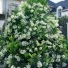 Mirror Leaf Sweet Viburnum - 7 Gallon Pot (3-4')