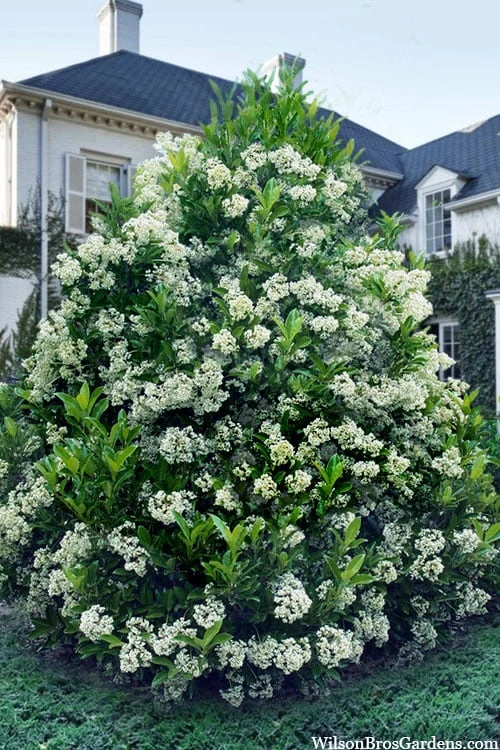 Mirror Leaf Sweet Viburnum - 7 Gallon Pot (2-3') 1 Mirror Leaf Sweet Viburnum - 7 Gallon Pot (2-3')