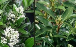 Mirror Leaf Sweet Viburnum - 7 Gallon Pot (3-4') 9 Mirror Leaf Sweet Viburnum - 7 Gallon Pot (3-4') -Garden Plants viburnum awabuki chindo 4 1