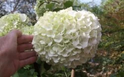 Chinese Snowball Viburnum Bush - 7 Gallon Pot (3-4') -Garden Plants viburnum chinese snowball bloom white 1