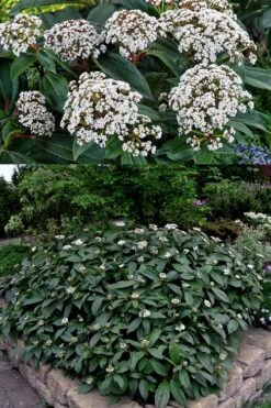 David Viburnum - 3 Gallon Pot -Garden Plants viburnum davidii 15